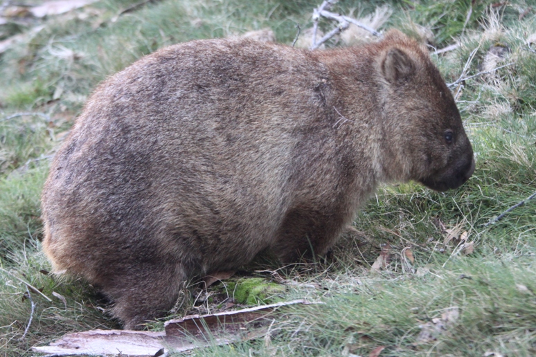 wombat